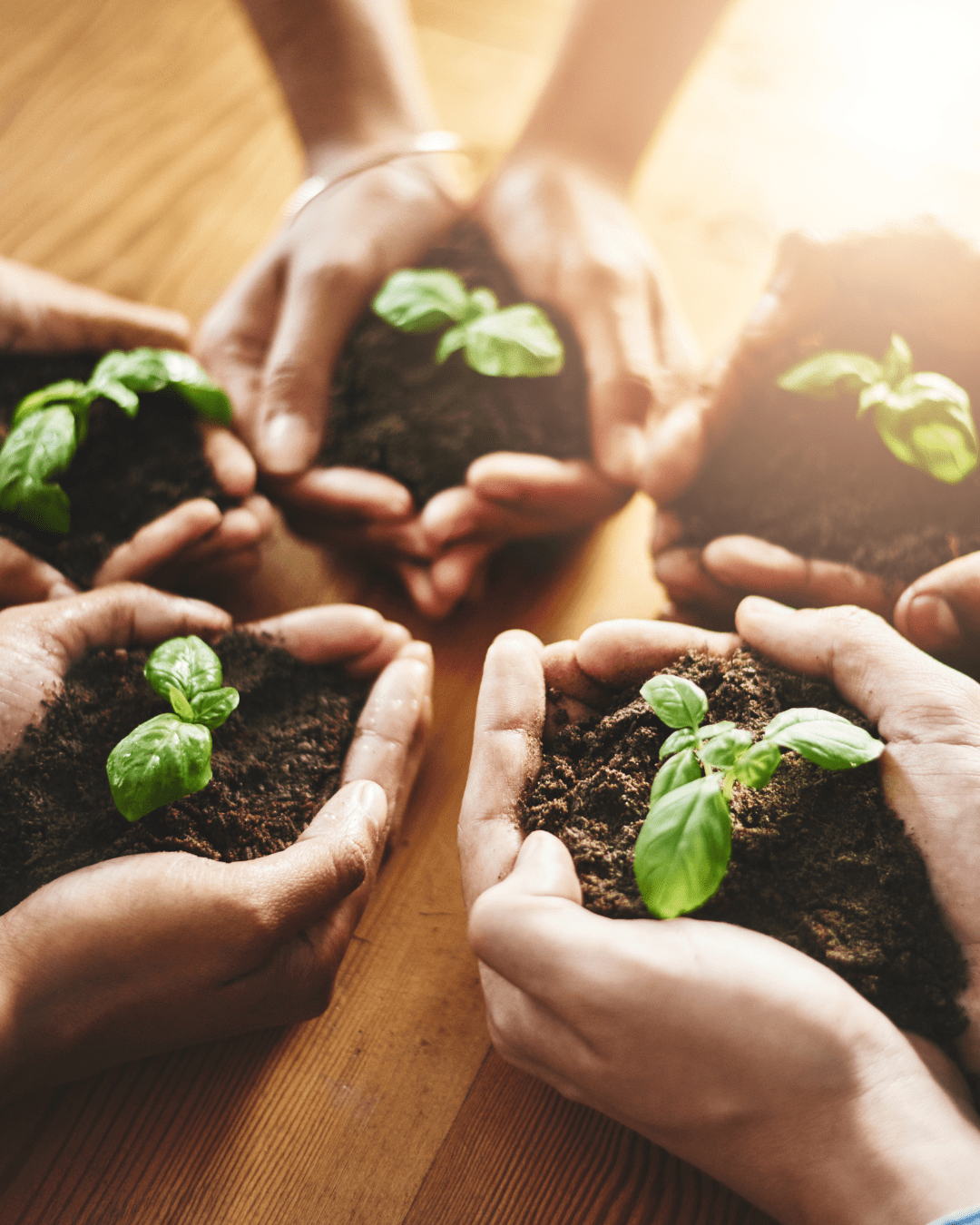 Group of people holding growing plants, symbolizing teamwork, growth, and sustainability